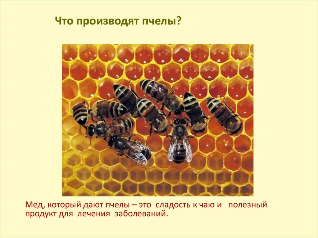 Сколько пчелы дают. Пчела для презентации. Пчелы и мед для презентации. Пчелы презентация для детей. Презентация о меде и пчелах для детей.