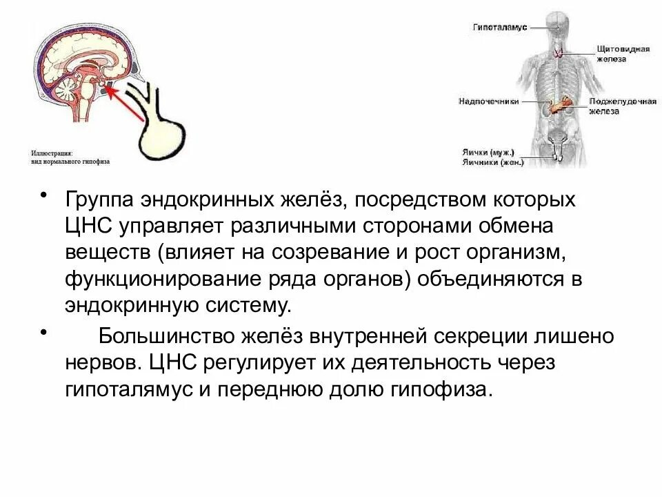 Что регулирует работу эндокринной системы. Как нервная система регулирует работу желез внутренней секреции. Как нервная система регулирует работу эндокринной системы. Какая часть нервной системы регулирует работу эндокринной системы.