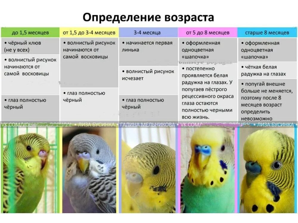 Восковица самочки волнистого попугая. Расцветка волнистых попугаев таблица. Волнистые попугаи различить пол. Как определить Возраст попугая.