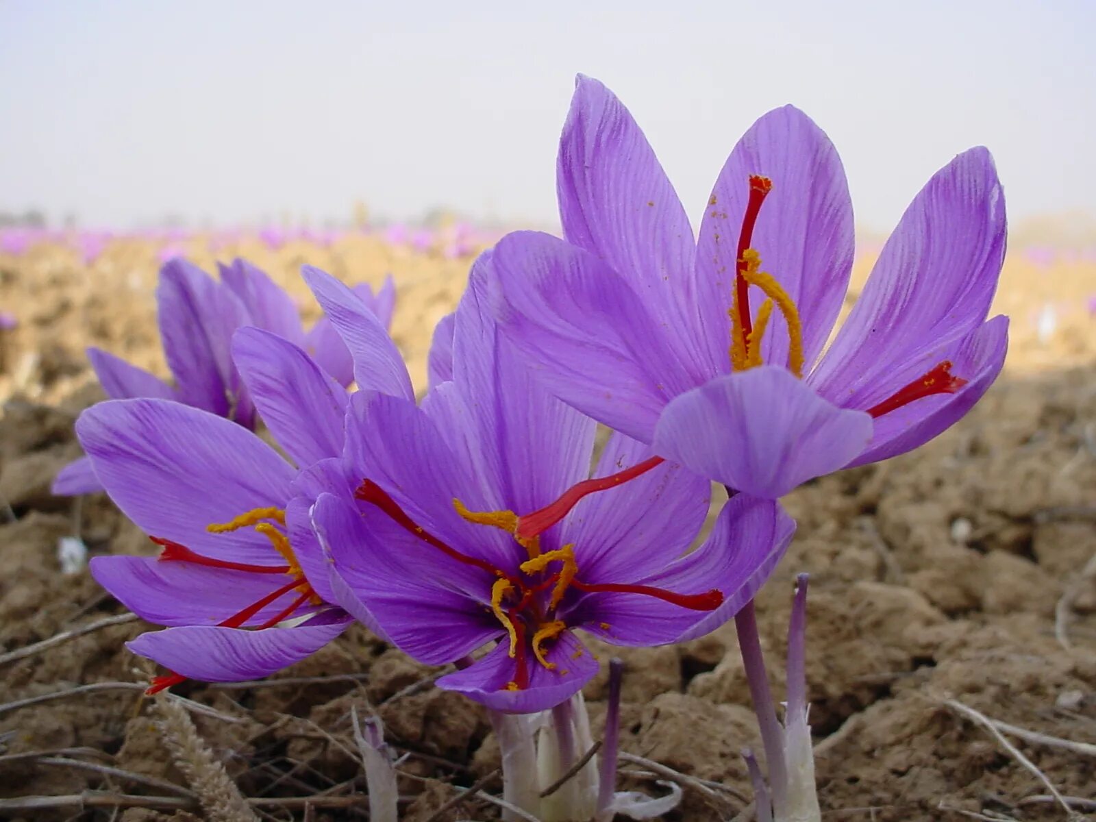Рокус (Шафран) посевной (Crocus sativus). Крокус Шафран посевной. Крокус Шафран цветок. Шафран специя Крокус.