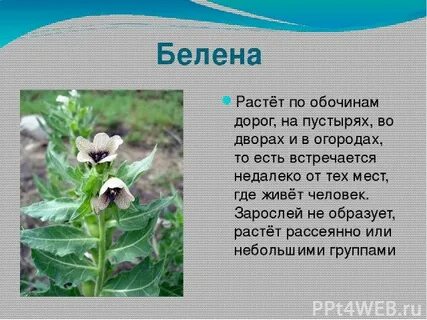 Песня белена белена