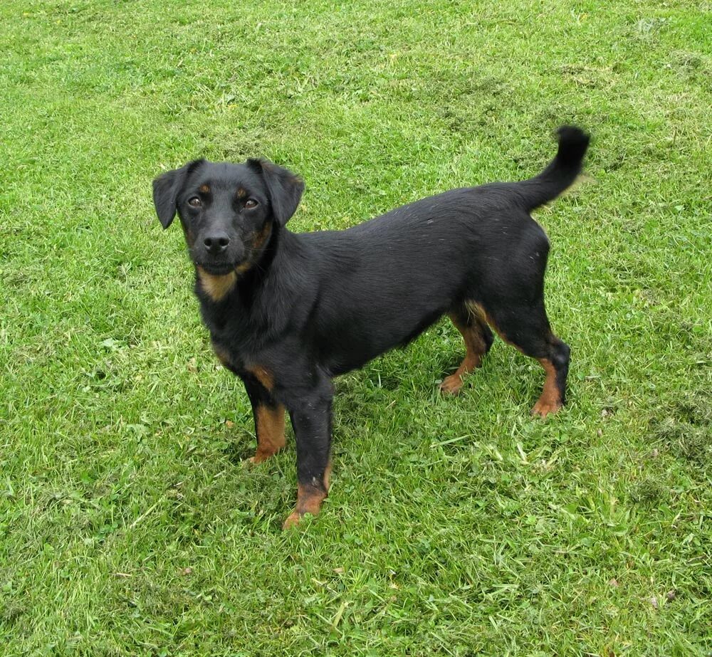 джек-рассел-терьер черный щенок. терьеры черного окраса. джек рассел черный. джек рассела трел черный\. джек-рассел-терьер черный окрас.