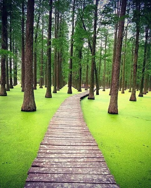 Озеро хаоян в китае фото Gallery of Qunli Stormwater Wetland Park / Turenscape 10