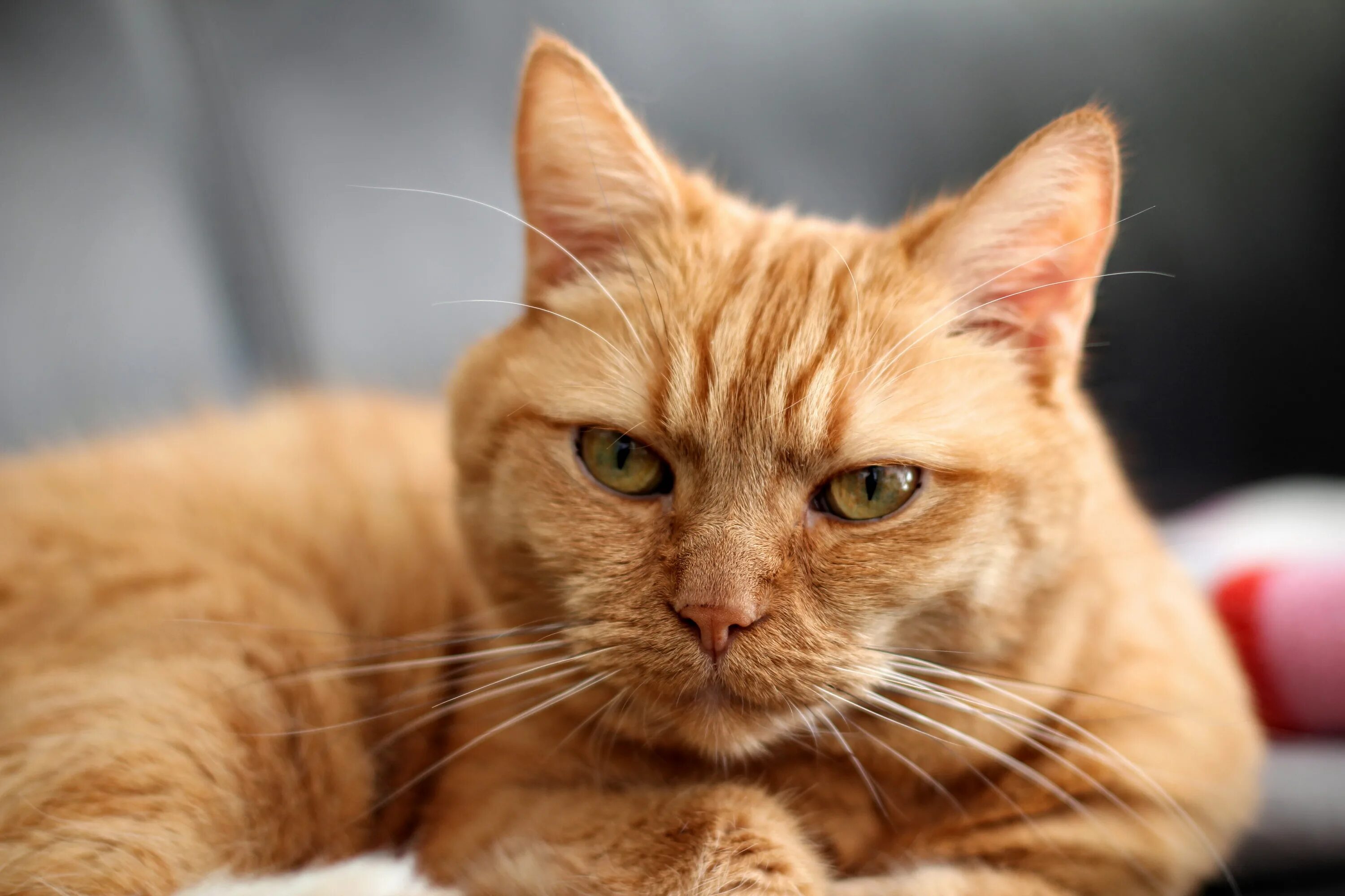 Где red cat играет