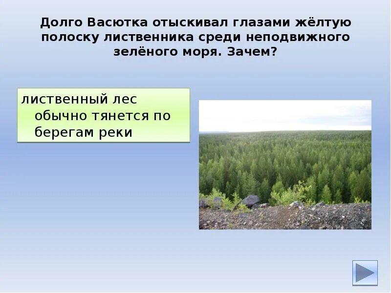 Желтая бороздка лиственного леса которую заметил васютка. Лиственника. васютка. карта перемещения васютки по тайге.