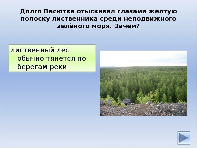 4 день васютки. Долго Васютка отыскивал глазами жёлтую полоску лиственница. Лиственный лес обычно тянется по берегам рек. Жёлтую полоску лиственного леса. Лиственника.