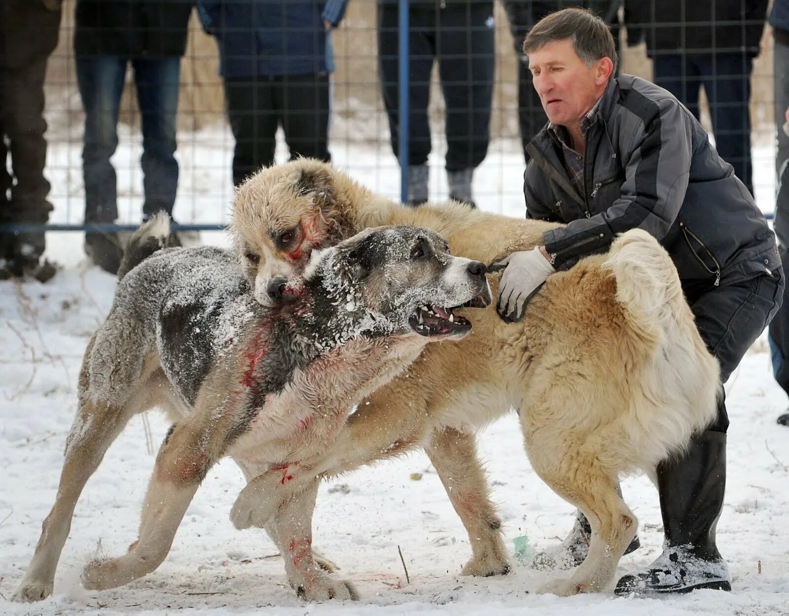 Кавказская овчарка породы волкодав. Среднеазиатская овчарка собачьи бои. Кавказская овчарка и кавказский волкодав. Волкодав поединки. Собачьи бои волкодав и алабай.