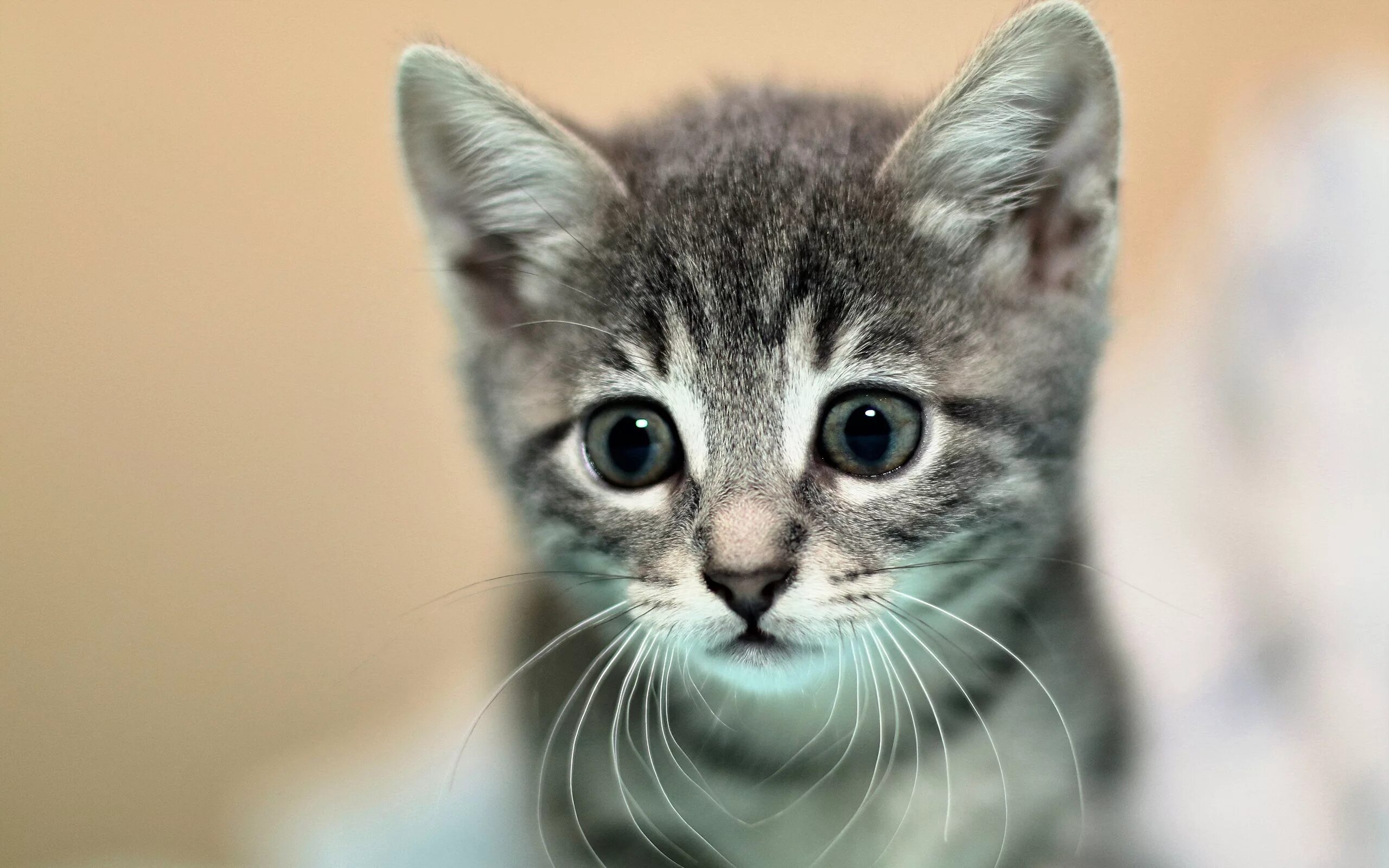 Серый котенок спит. Кошки маленькие. Милые котята. Серый пушистый котенок. Милые серые котята.