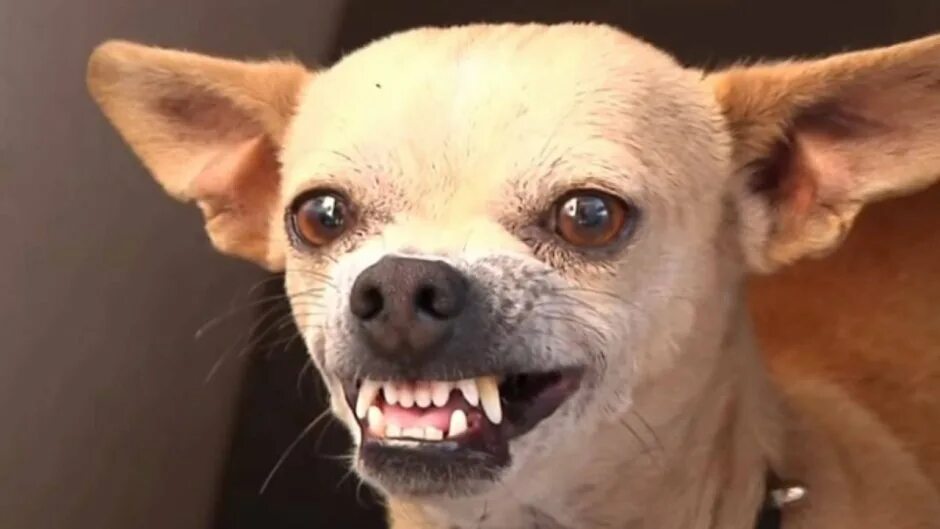 Определение дрожания в области сердца. Пражский крысарик черный. Трусливая собака. Русский той терьер гладкошерстный. Карликовый чихуахуа пучеглазые.