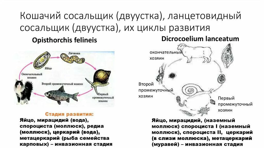 Жизненный цикл Сибирского сосальщика. Цикл развития кошачьей двуустки схема. Цикл развития кошачьей двуустки основной хозяин. Жизненный цикл кошачьего сосальщика.