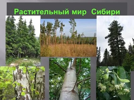 Растительный и животный мир сибири