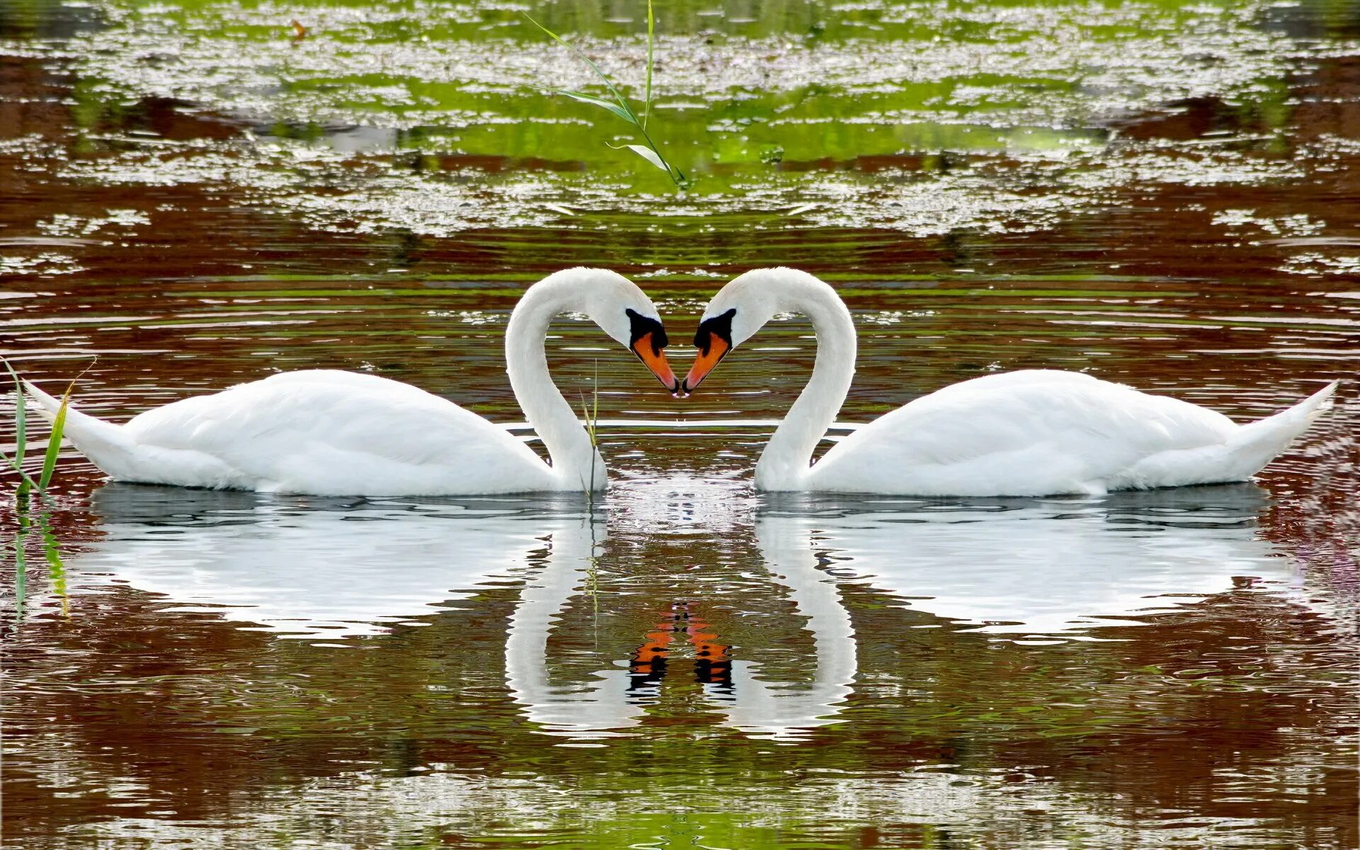 Лебедь. Пара лебедей. Красивые лебеди. Лебеди в пруду. Красивые озера лебеди