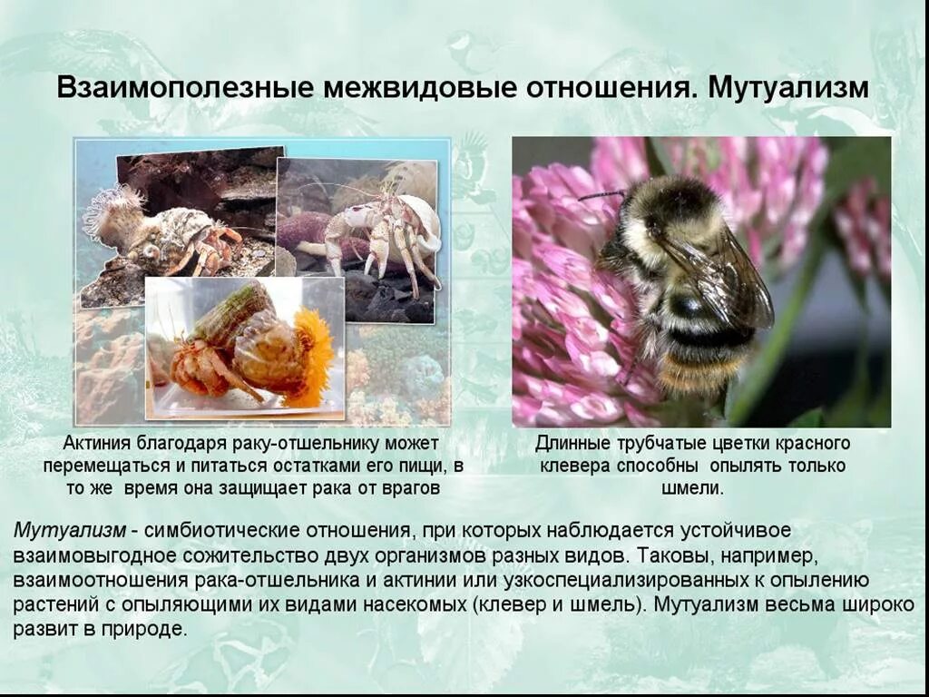 Протокооперация и мутуализм различия