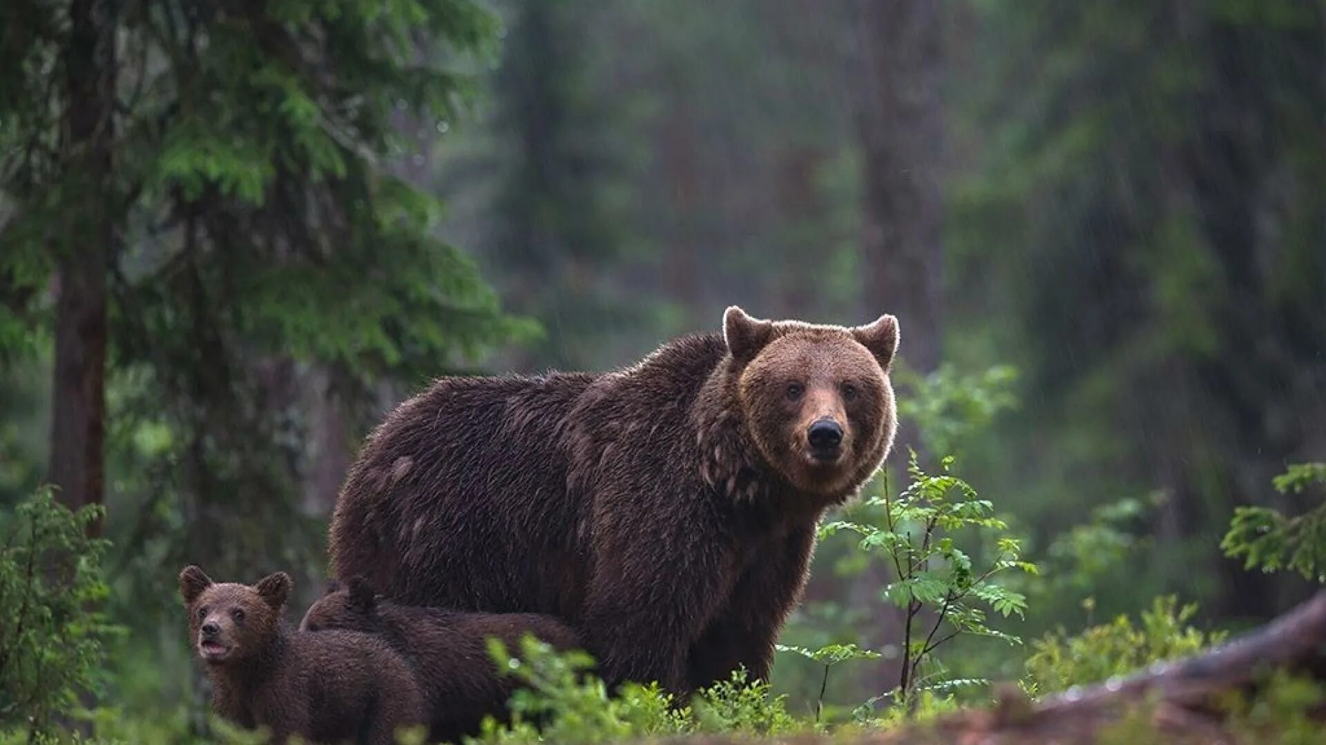 Животный мир тайги в россии. Животный мир т. Животный мир т. Животный мир тайги в россии. Животный мир т.
