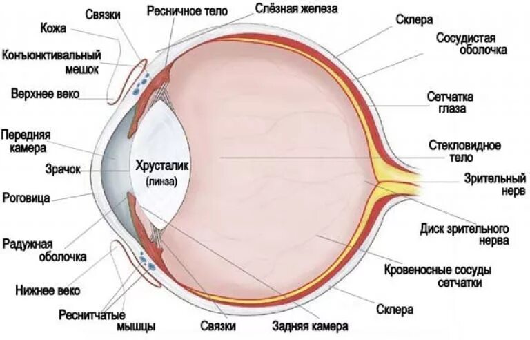 Элементы глаза. Строение глазного яблока анатомия. Строение глазного яблока человека. Схема глазного яблока человека. Схема строения глазного яблока собаки.