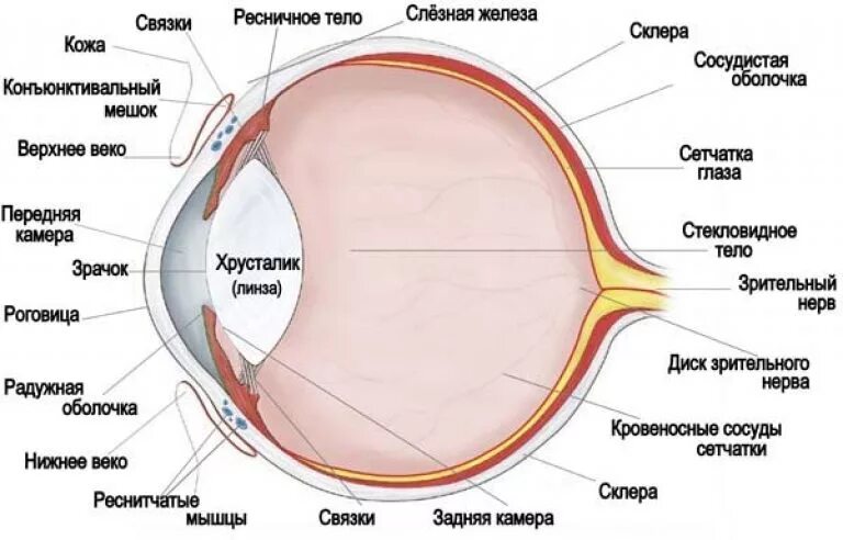 На рисунке пронумерованы структуры глаза млекопитающего