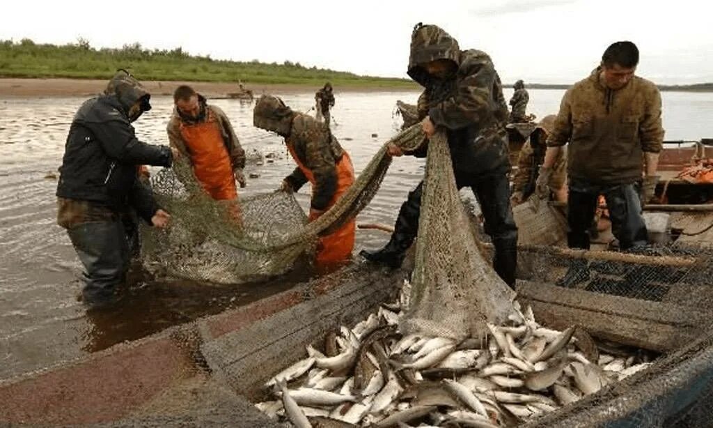 Промысел и округ. Ямало-Ненецкий автономный округ рыболовный промысел. Ненцы рыболовство. Рыбалка в Ямало Ненецком автономном округе. Ихтиофауна Ямало-Ненецкого автономного округа.