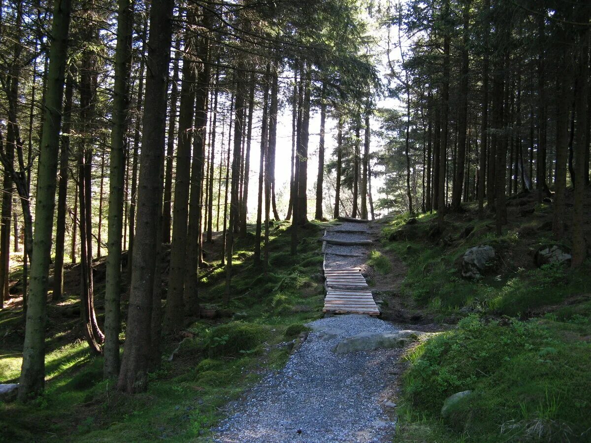 Леса норвегии фото Download wallpaper forest, summer, water, trees, nature, fog, stones, tree, sect