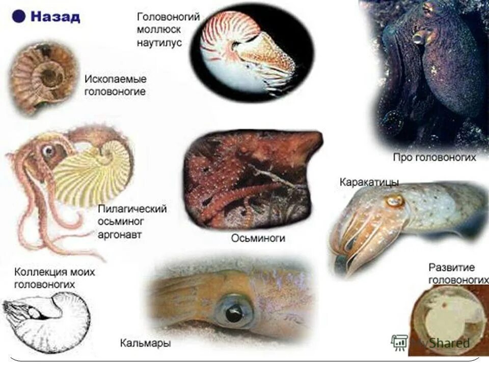 Головоногие кальмары. Класс головоногие примеры. Представители класса головоногие. Головоногие моллюски представители. Многообразие моллюсков класс.