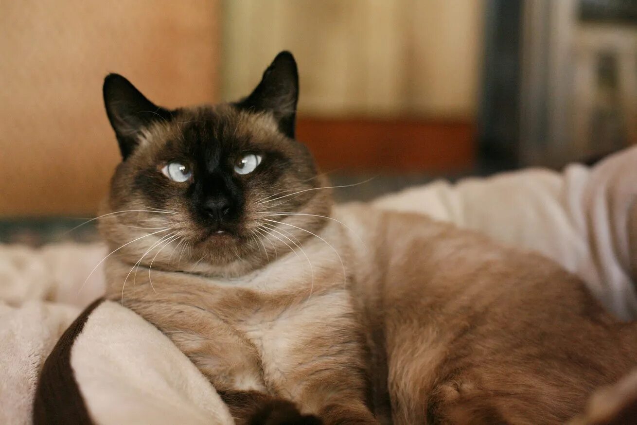 Сиамский кот косоглазый. Тайская кошка косоглазая. Тайская кошка косоглазие. Сиамские коты косоглазые. Обожал глазами