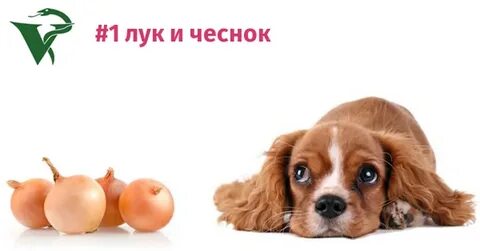 Собака съела лук