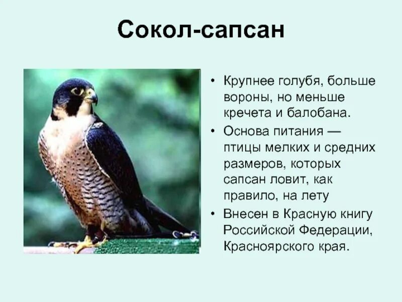Рассказ о соколе