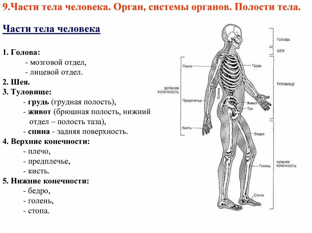 Скелет человека с описанием. Топографические линии живота схема. Поражение верхней части постцентральной извилины. Проекция грудной клетки на поверхность туловища. Мозолистое тело и свод мозга.