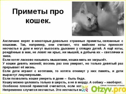 Почему не приходит cats