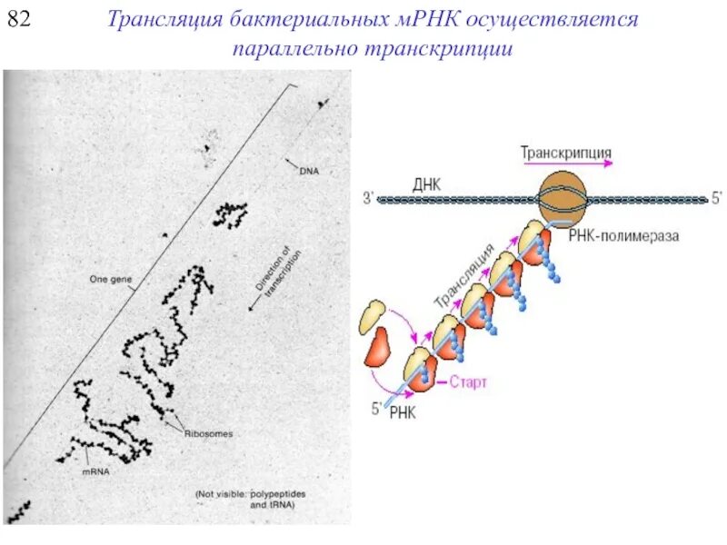 Трансляция МРНК. Аппарат трансляции. Бактериальная МРНК. Транскрипция и трансляция у бактерий.