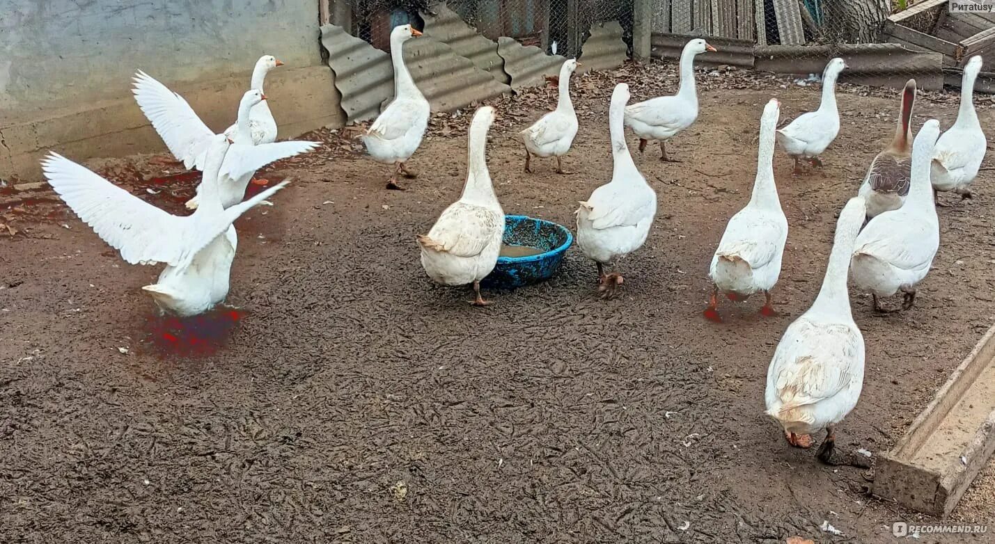 У хозяйки 8 уток гусей