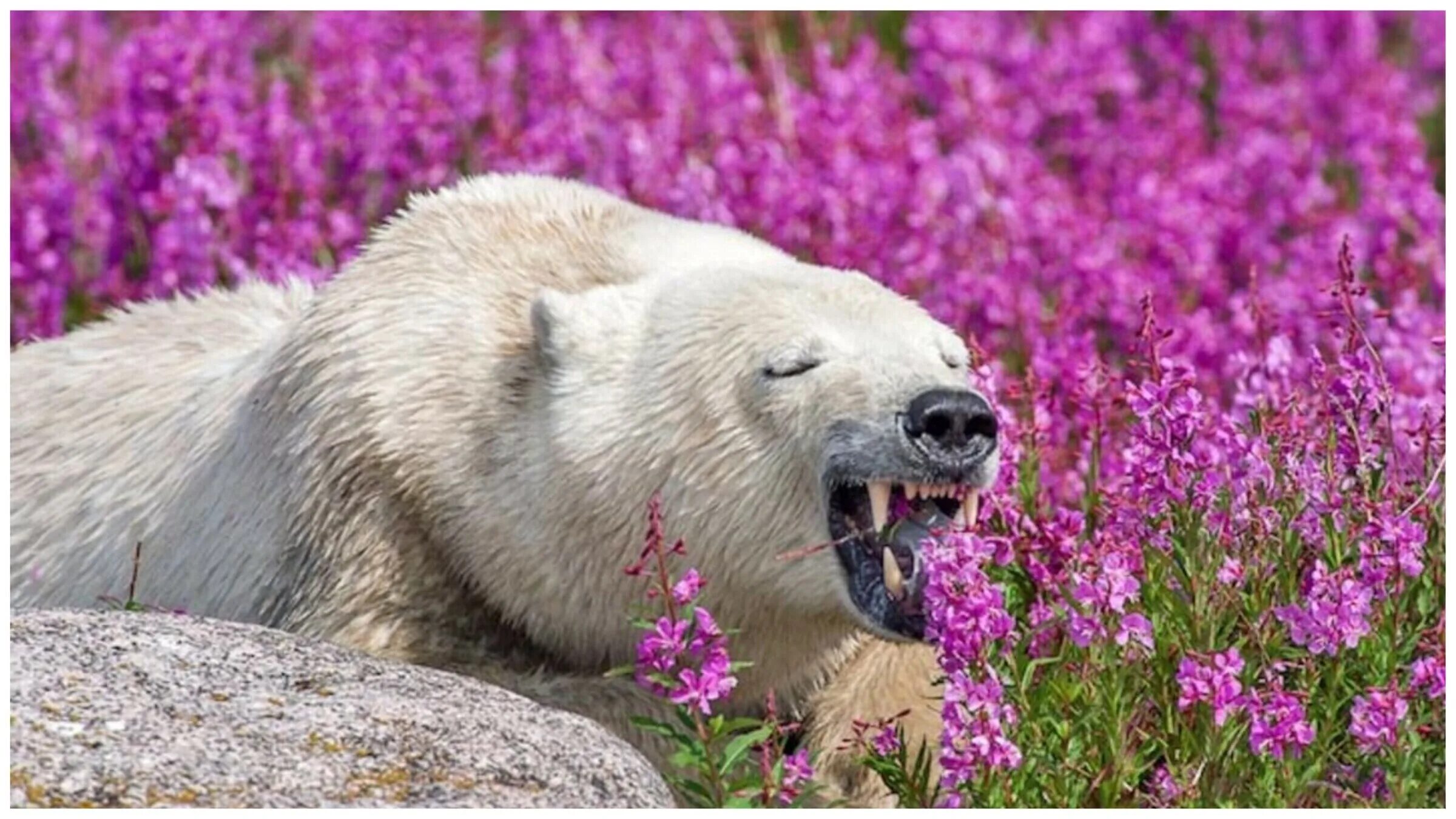 Polar bears and their cubs are captured at their most relaxed as they cuddle, ch