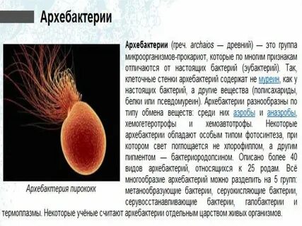 Какую систематическую группу образуют архебактерии