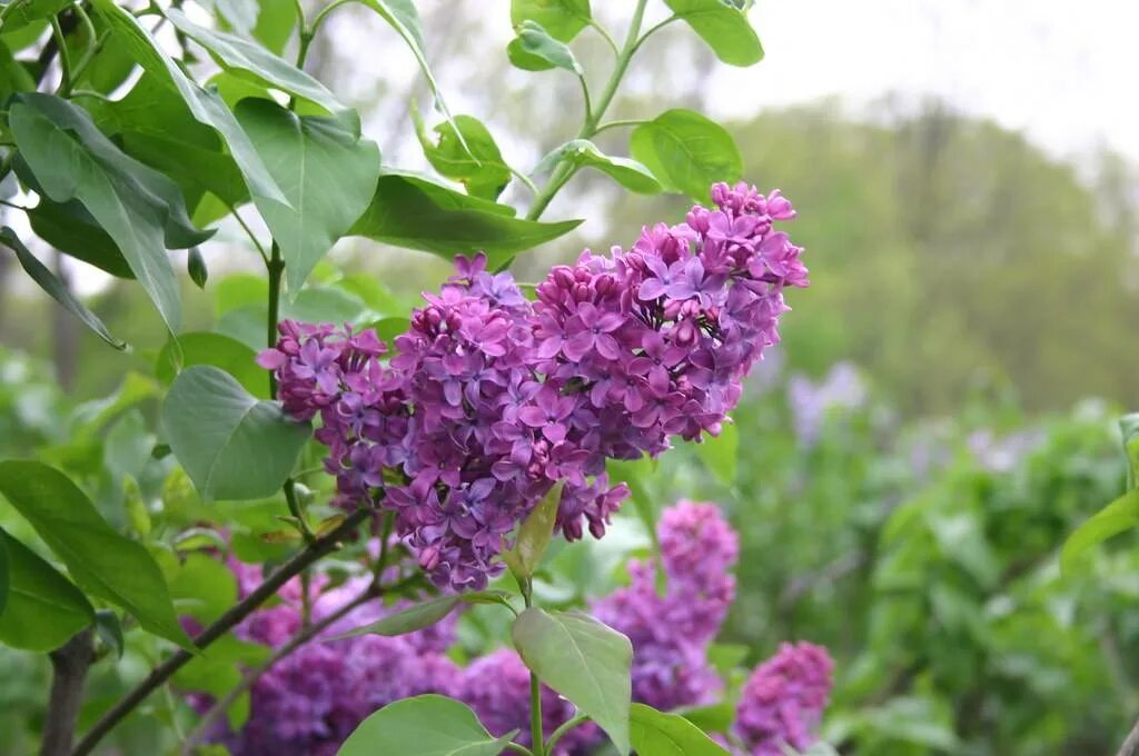 Сирень 20. Сирень обыкновенная Монж. Syringa yunnanensis сирень Юньнаньская. Сирень сорт Монж. Сирень Жильбер.