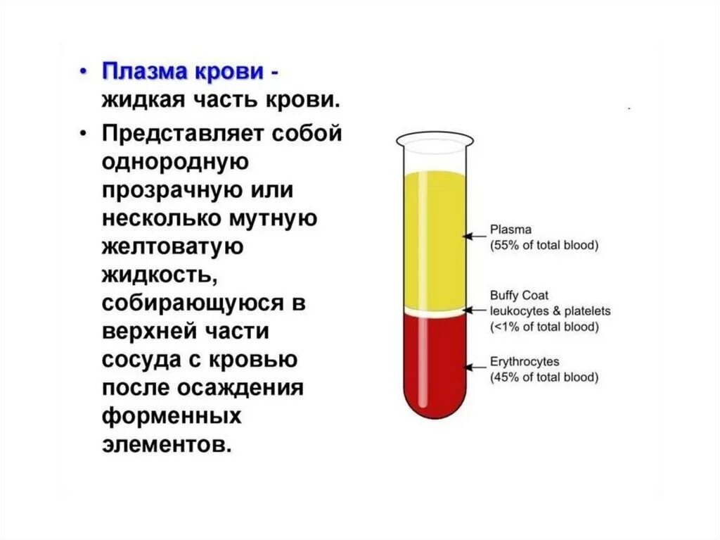 Песня кровь это кровь как приятно наблюдать. Состав плазмы крови КРС. Форма плазмы в крови человека. Жидкая часть крови  —  плазма состав. Как выглядит плазма крови человека.