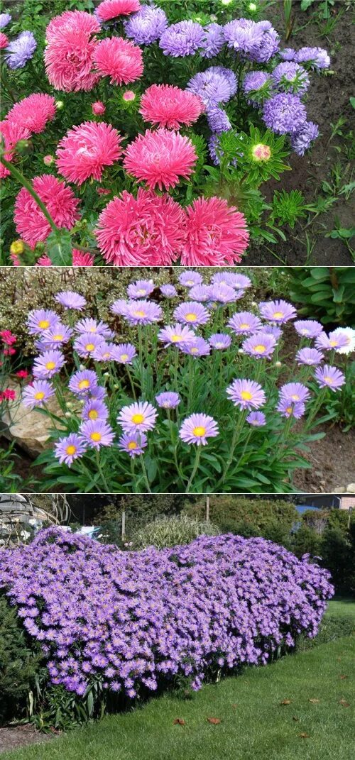 Многолетние цветы. Хризантема мультифлора семена. Астры в открытый грунт. Астры в открытый грунт. Астры в открытый грунт.