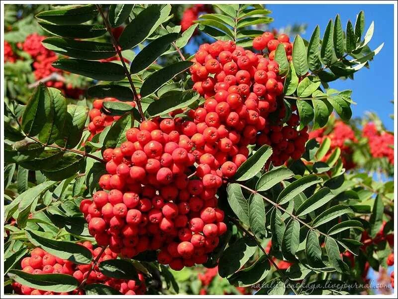 Рябина обыкновенная алая крупная. Рябина Sorbus Intermedia. Рябина обыкновенная Гранатная. Рябина обыкновенная с10.