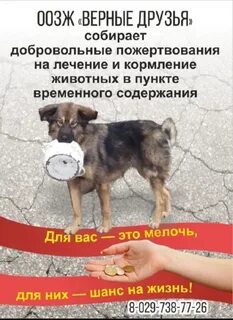Верный друг приют для животных