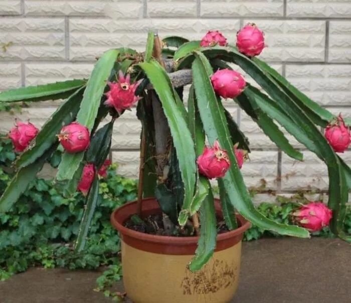 питахайя в горшке. питахайя кактус комнатное. питахайя кактус комнатное растение. кактус питахайя. питахайя в горшке.