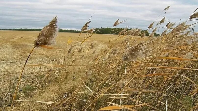 Я пошла туда где густая рожь. Ветер в поле. Сильный ветер в поле. Поле ржи ветер. Ветер в поле картинки.