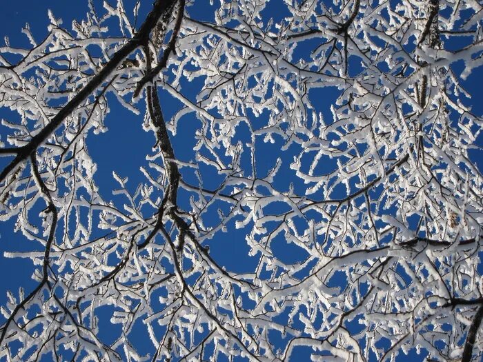 зимнее кружево. снежная кайма. снежная береза. зимние кружева. иней на ветках деревьев.