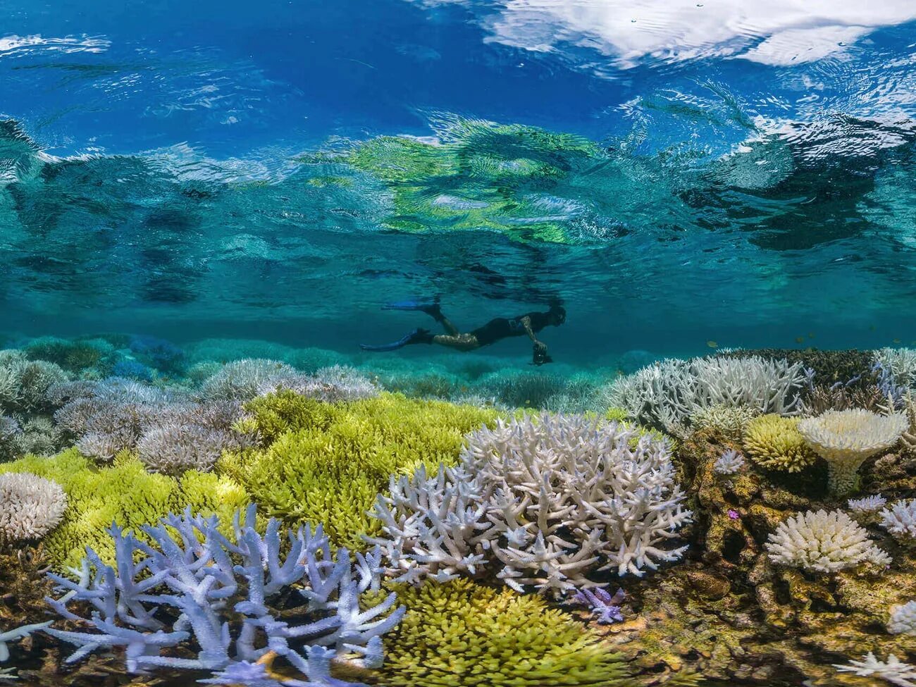 Растительный тихого океана. Большой Барьерный риф в тихом океане. Большой Барьерный риф кораллы. Внутрилагунные рифы. Грейт барьер риф Австралия.