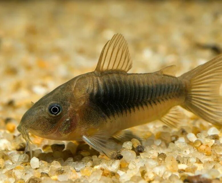 Сомик Коридорас Вотрой, 6 см. (Corydoras Wotroi) купить недорого в Москве Амигоф