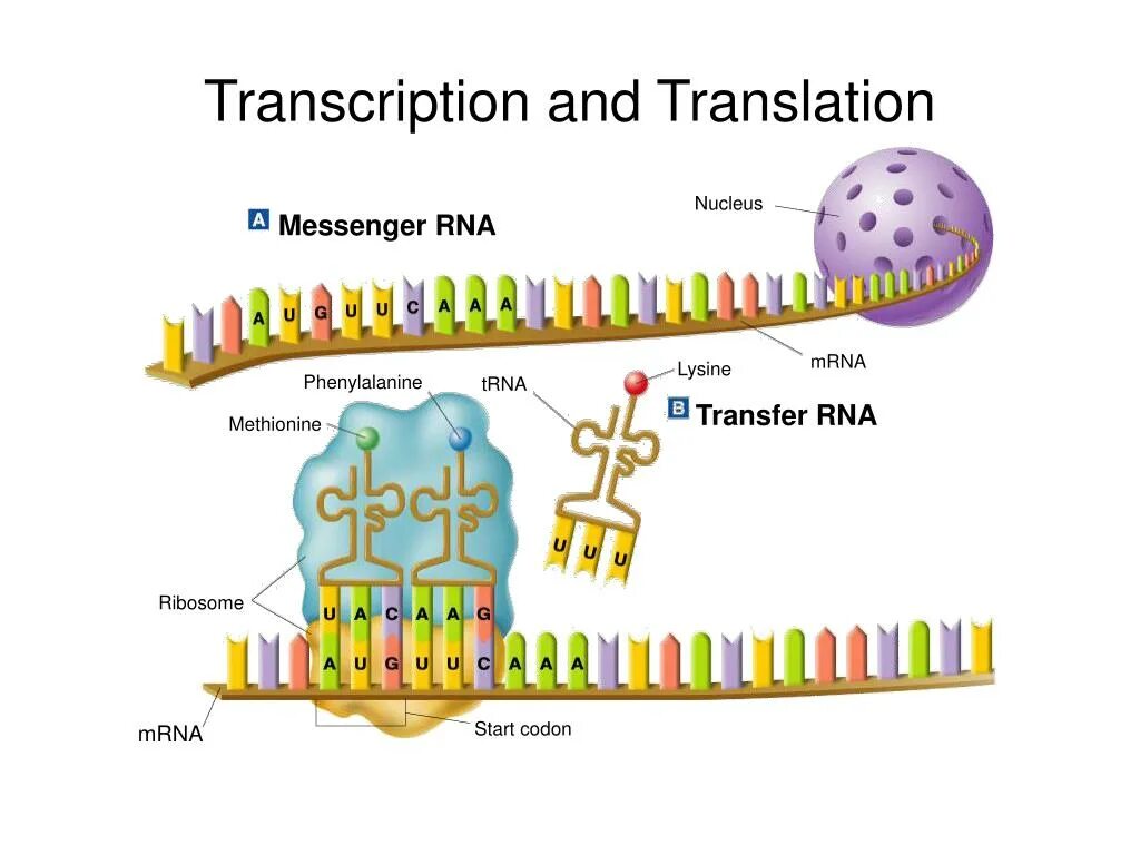 Translation DNA RNA. Translation MRNA. Кодон схема. Старт кодон ДНК.