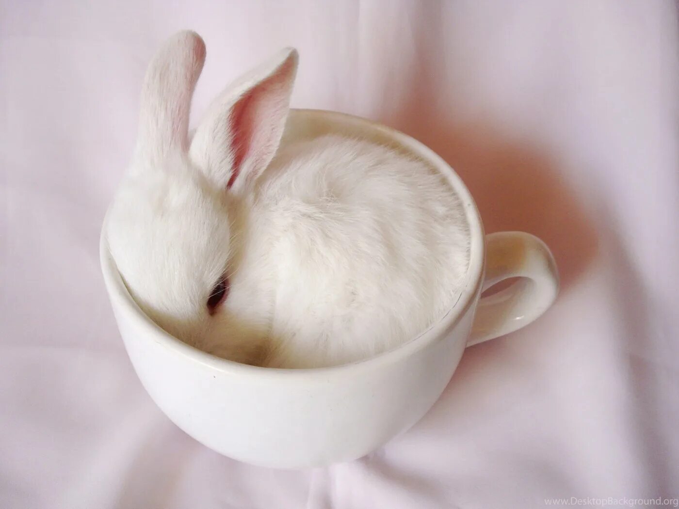 Rabbit cup. Белый кролик. Кролик в кружке. Милые кролики. Милый белый кролик.