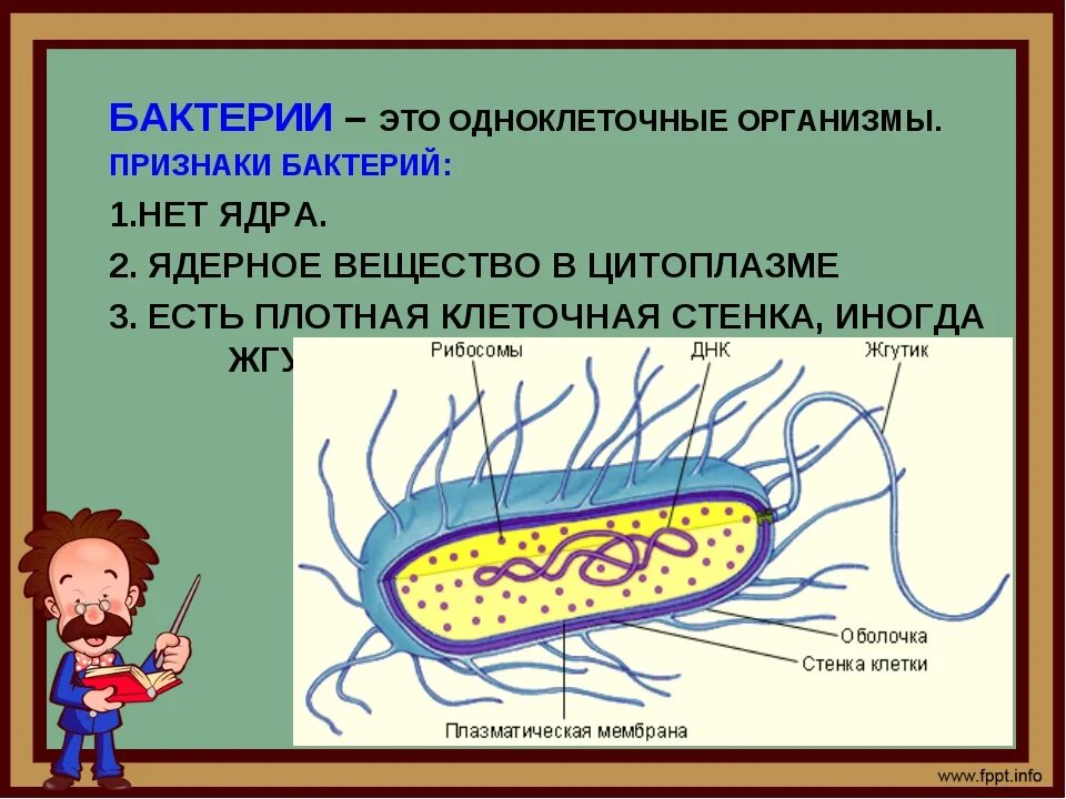 Бактерии содержит ядро. Бактерии одноклеточные организмы. Признаки бактерий. У бактерий есть ядро. Ядро бактериальной клетки.