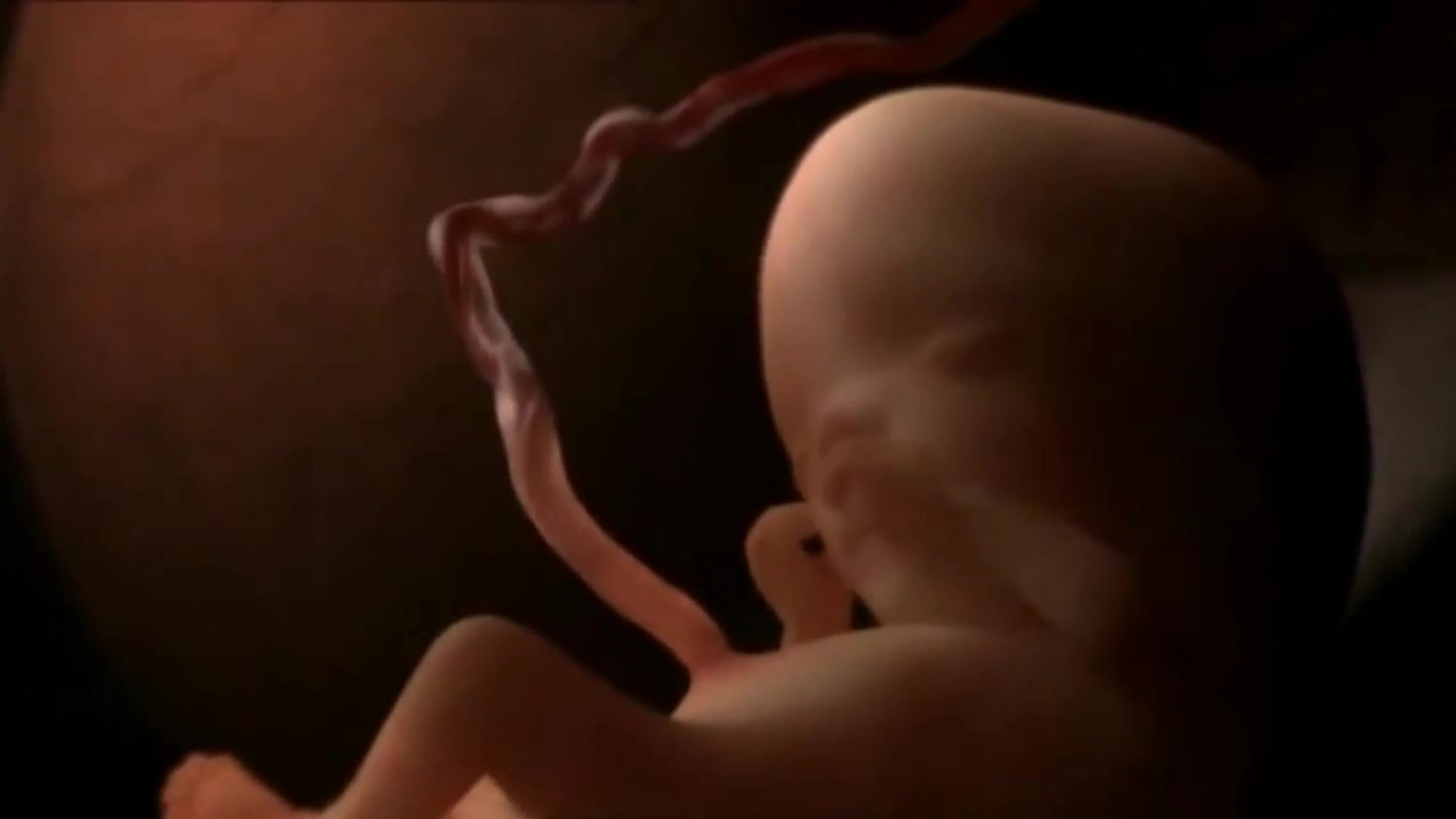 Почему в утробе матери икает. Зарождение жизни в утробе. Зарождение человека в утробе матери. Формирование ребенка с зачатия.