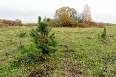Продам участок тульская область