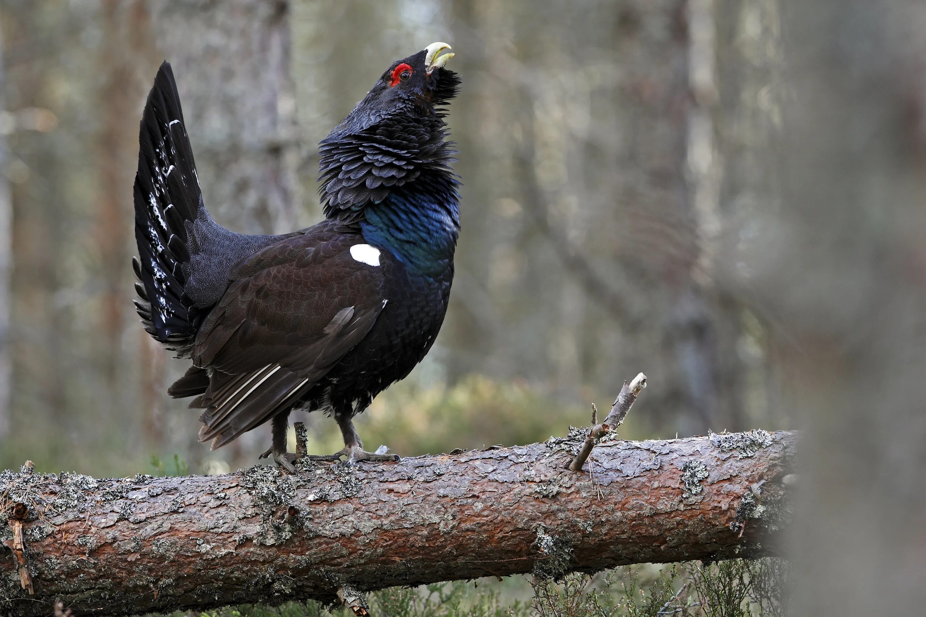 Глухарь фото птицы крупным планом. Глухарь (Tetrao urogallus). Чернобрюхий Глухарь. Ильменский заповедник Глухарь. Тетерев в тайге.