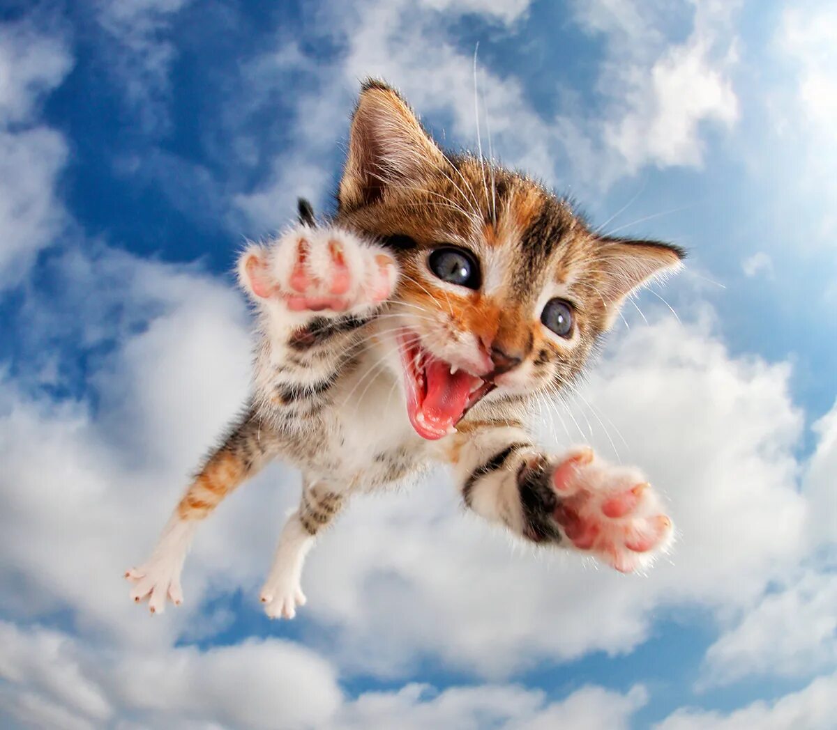 Летающий кот. Радостный кот. Прикольные котята. Счастливая кошка. Веселые кошечки