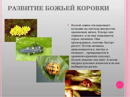 Божья коровка развитие с метаморфозом или прямое